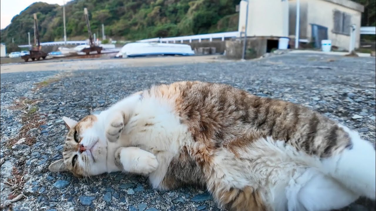 When you pet a cat at the fishing port, it rolls around and is so cute