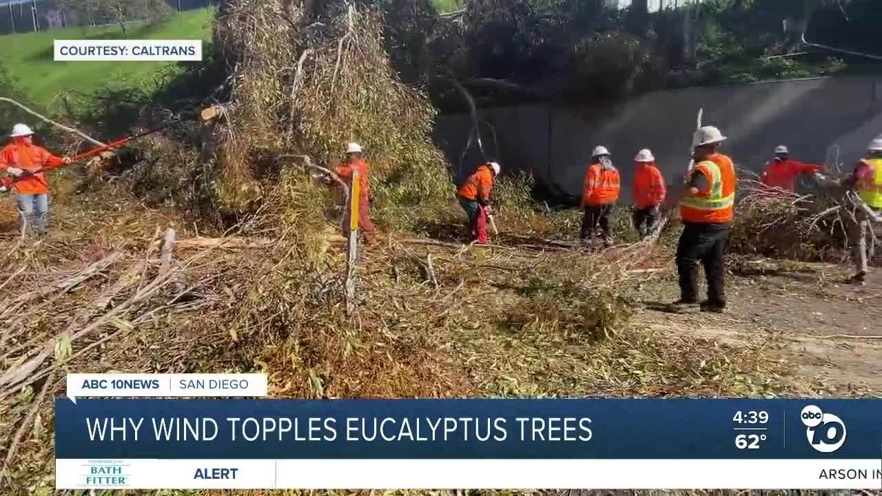 Why wind topples eucalyptus trees, and how they got to San Diego