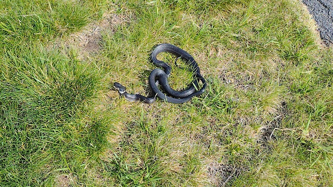 danger noodle (with gunshots!)