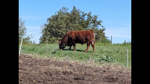 What is happening in the world of global beef exports may just surprise you, it did me.