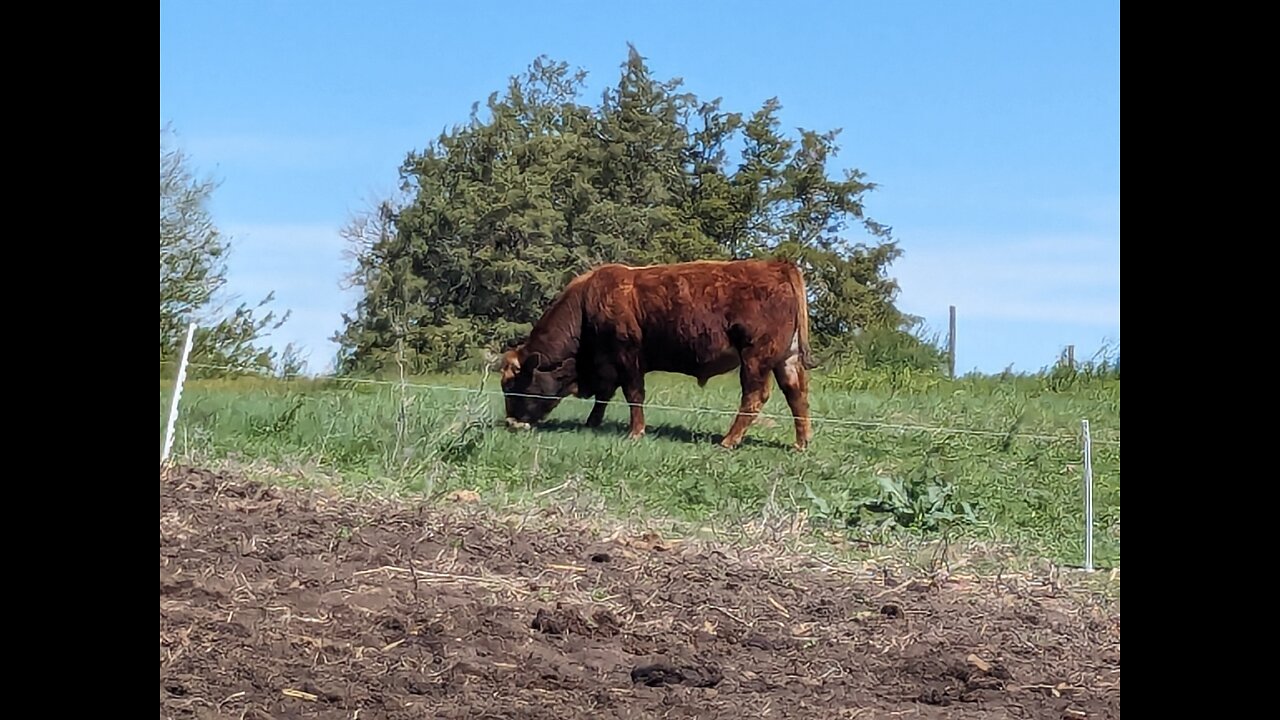 What is happening in the world of global beef exports may just surprise you, it did me.