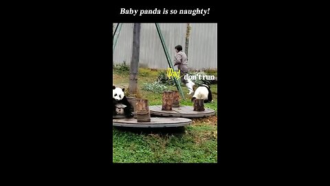 Pandas are very naughty, sometimes like a child.