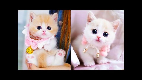 Baby Cats Cute and Funny Cat Videos Compilation Aww Animals