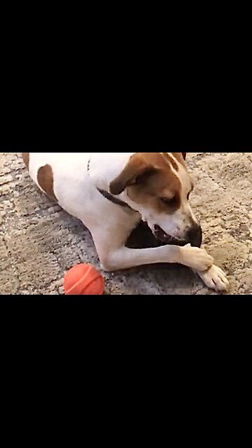 New Dog Chew Toy From Old Ones