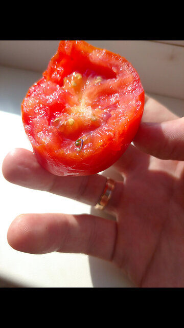 🍅 ПОМИДОРКА и ЧЕРВЯЧОК 🪱