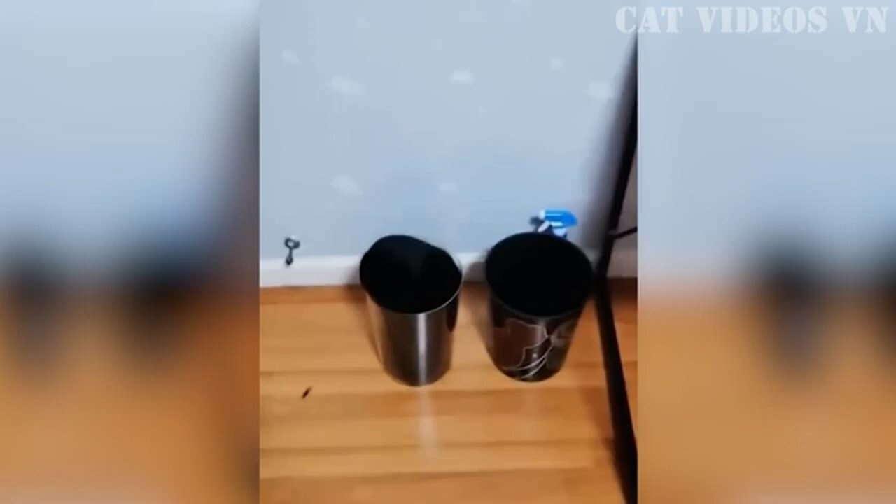 Funny Animal compilation