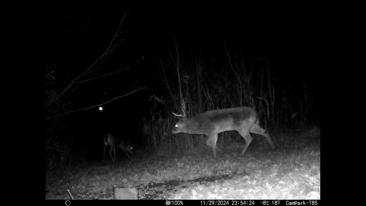 Big Buck Deer Cam 11-29-2024 Missing A Antler With Broken Tines, Been In A Fight