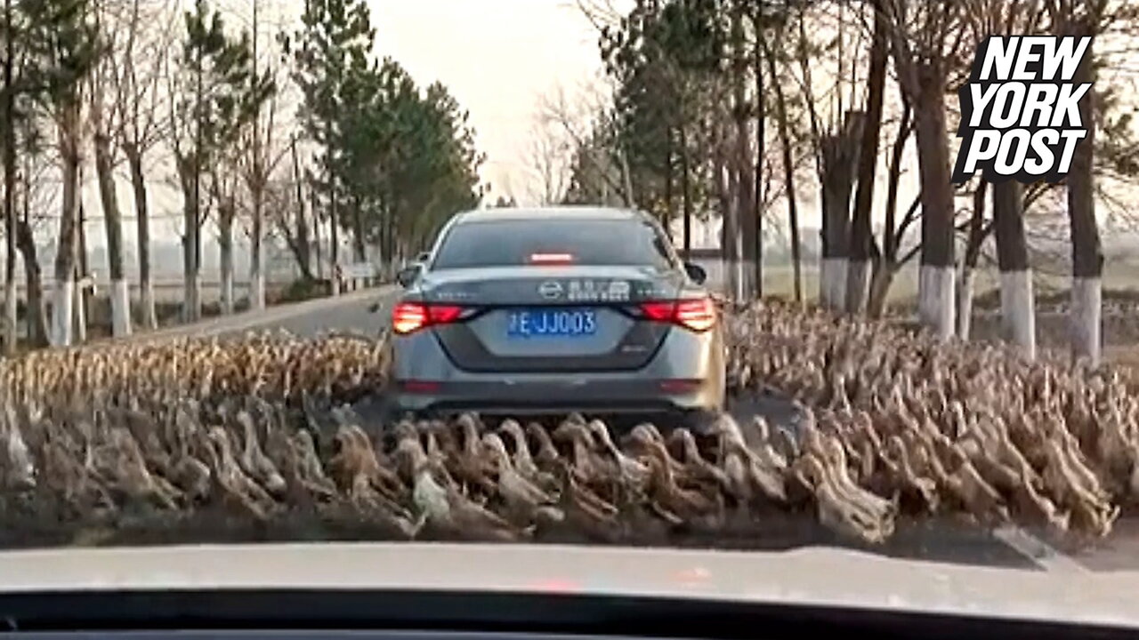 Hundreds of ducks circling a car could be an omen