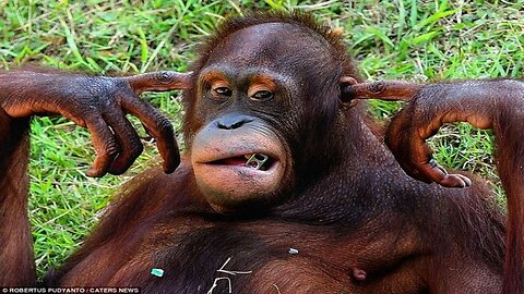 Funniest animal videos of 2024 😂.Part 7