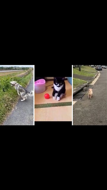 Funny Cute Pets being adorable