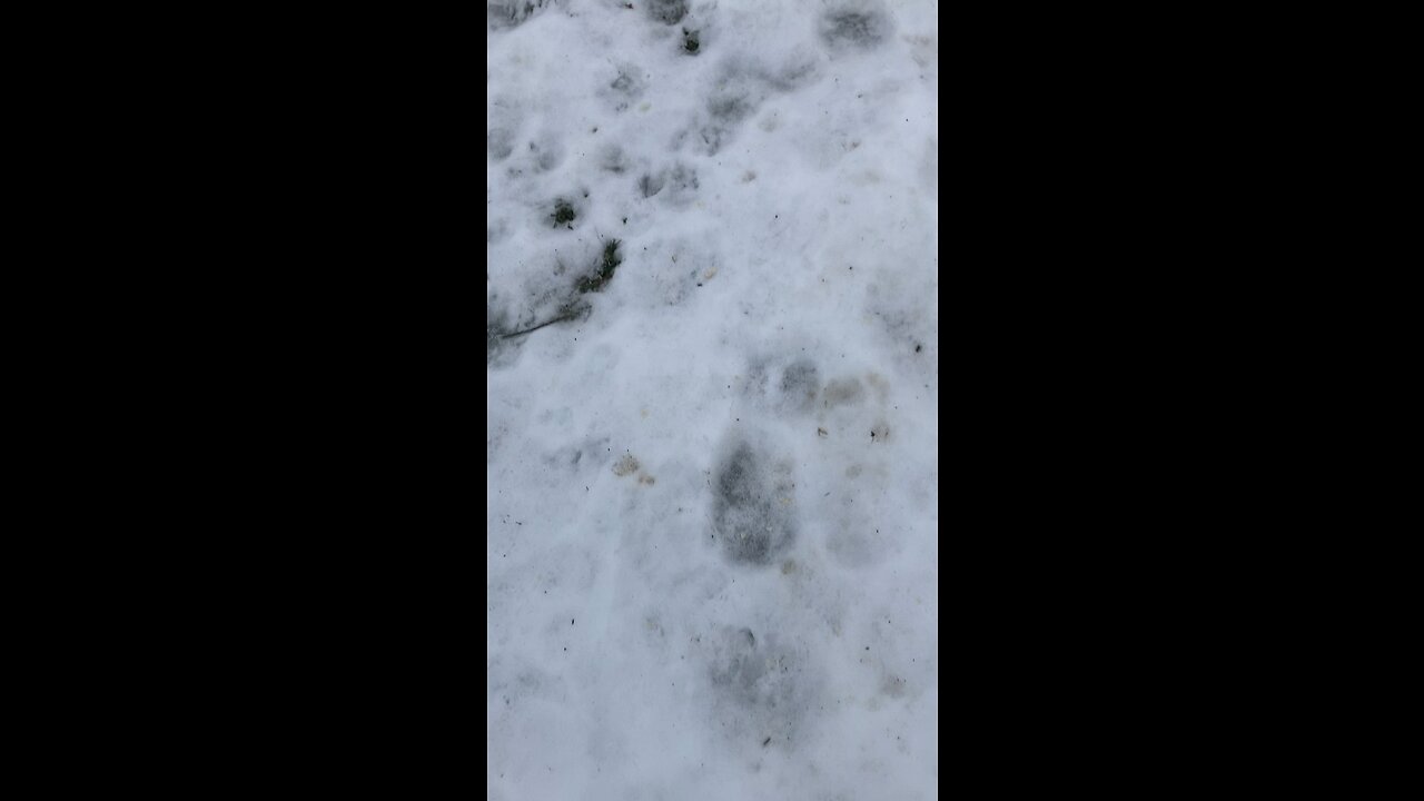 Snow