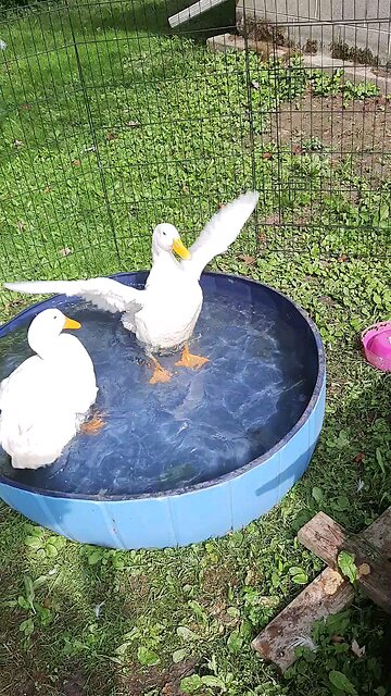 Ducks make me happy 😊