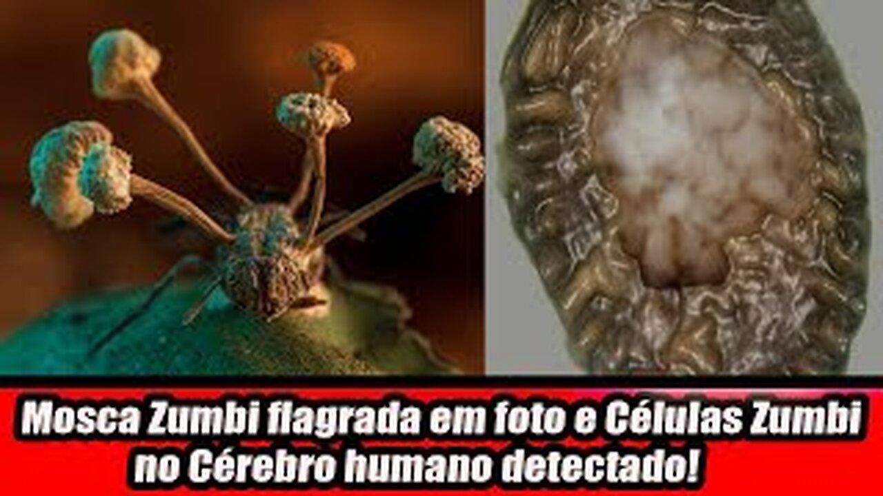 Mosca Zumbi flagrada em foto e Células Zumbi no Cérebro humano detectado