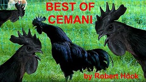 BEST OF AYAM CEMANI - cemani roosters crowing - cemani rossters crowing - chickens