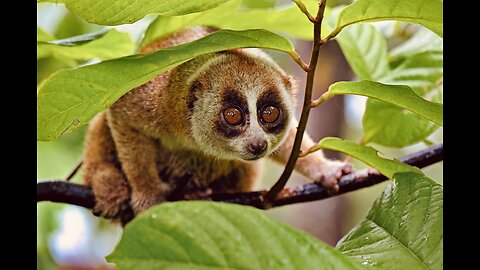 5 Fun Facts About The Slow Loris