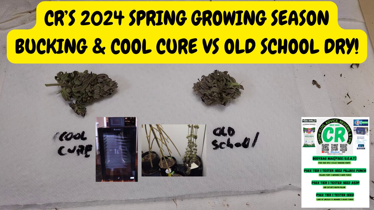 CR's 2024 Spring Growing Season - PSGX Tier 1 Tester Plants, Bucking & Cool Cure vs Old School Cure!