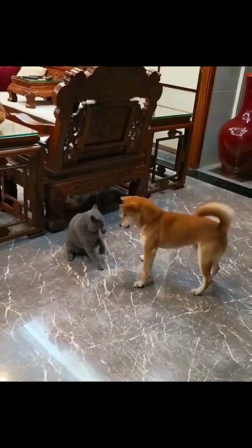 Adorable doggo playing with his cat friend.