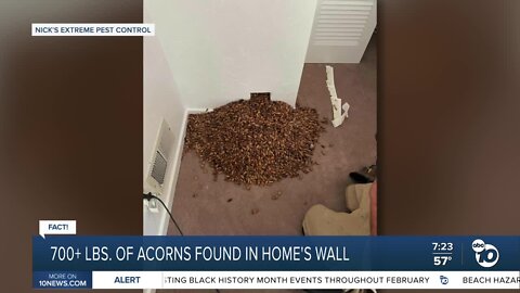 Fact or Fiction: Woodpecker stores over 700 pounds of acorns in wall of California home?