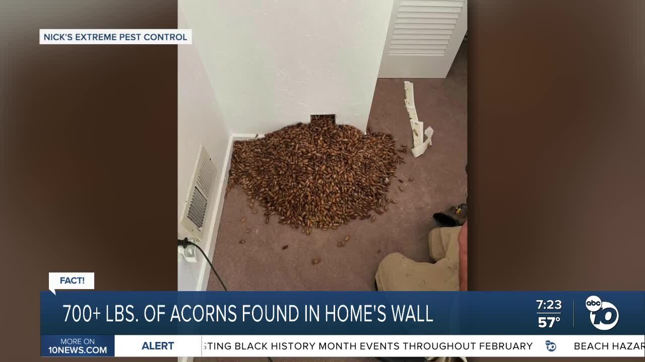 Fact or Fiction: Woodpecker stores over 700 pounds of acorns in wall of California home?