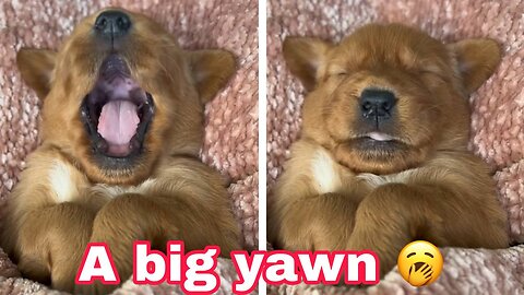 OMGGG a big yawn