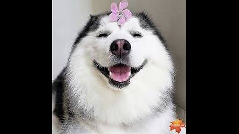 Try not to laugh🤣 Funny animals😹