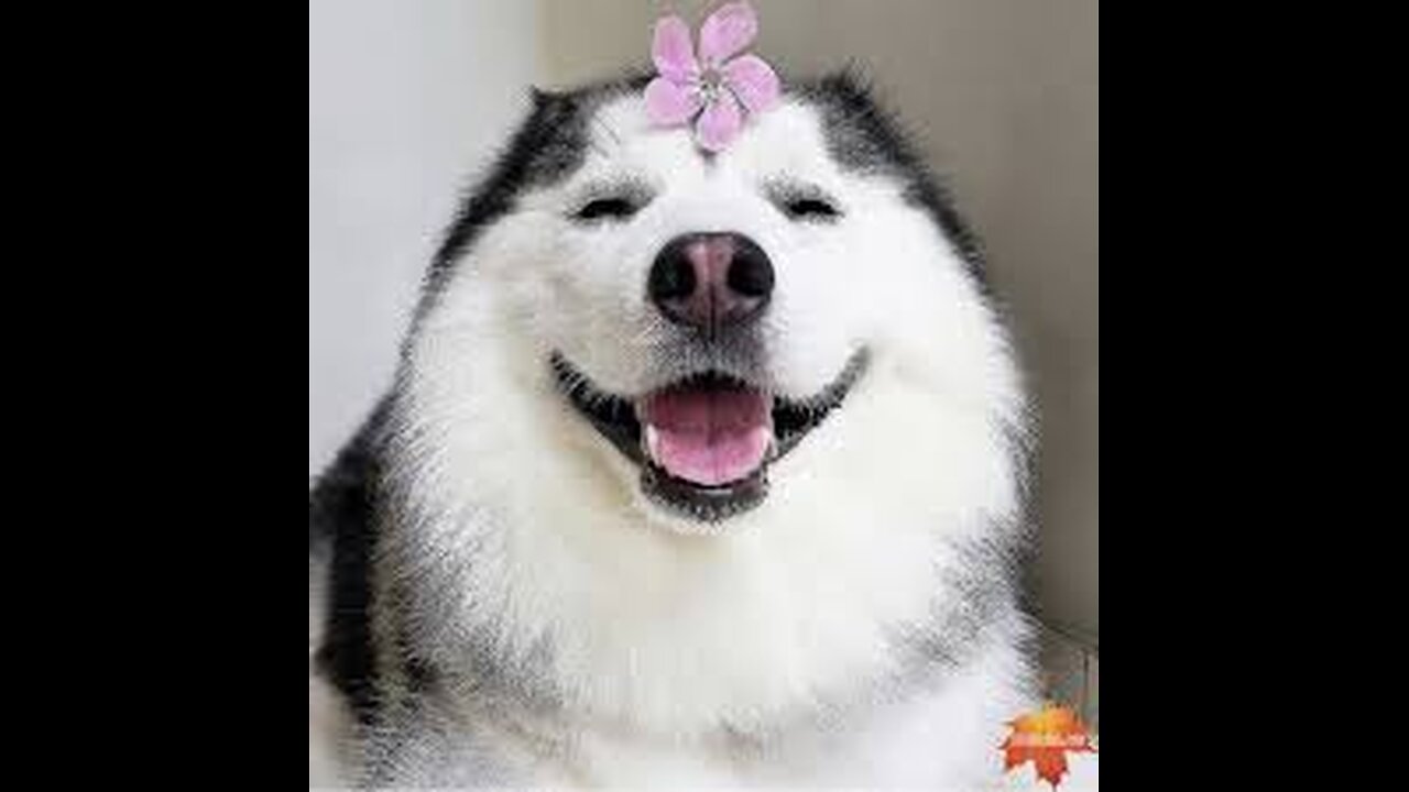 Try not to laugh🤣 Funny animals😹