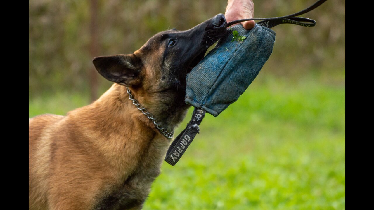 Dog Training - Complete 14 Days - Belgian Malinois