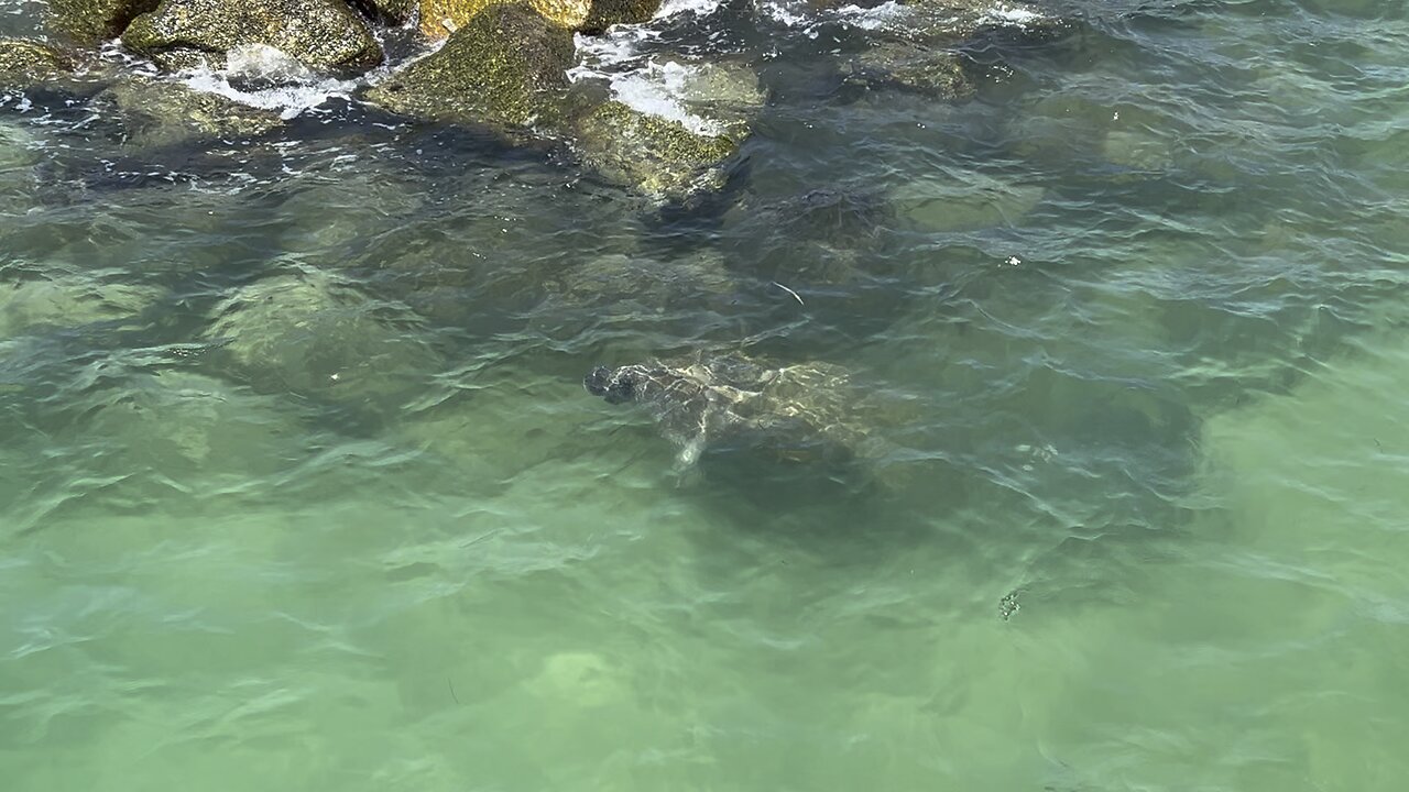 Manatees at Fort De Soto May 8 2024