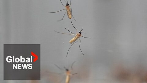 What is the deadly 'Triple E' mosquito virus spreading through northeastern US?