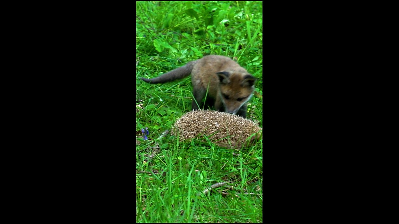 Adorabæe fox kit