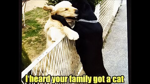 "Wildly Funny: Hilarious Animal Antics!"