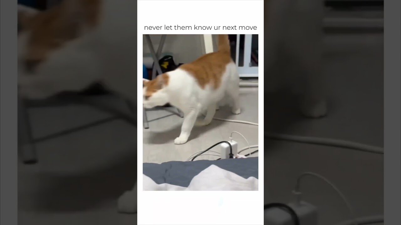 SHORT VIDEO OF FUNNY CATS