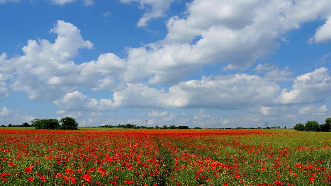 🔥 Poppy Fields Videos