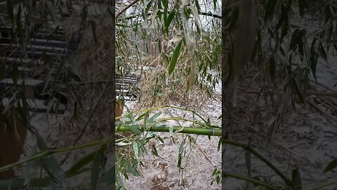 This shouldn’t happen in the #south . #homesteadingforbeginners during the #ice #rabbit