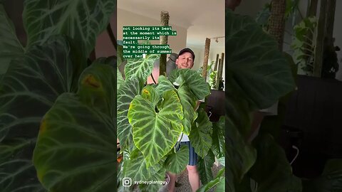 I’m a big believer in cuttings things out of your life that piss you off … #philodendronverrucosum