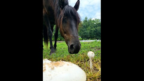 Health & Travel - Horses are Special Friends that Help Heal