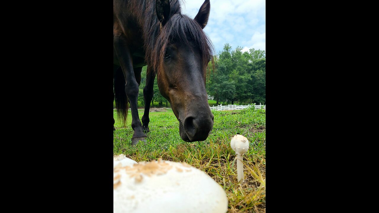 Health & Travel - Horses are Special Friends that Help Heal