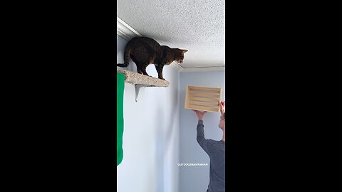 fan with cats