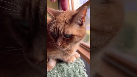 Hunter the Ginger Cat 🐈 #ginger #gingercat