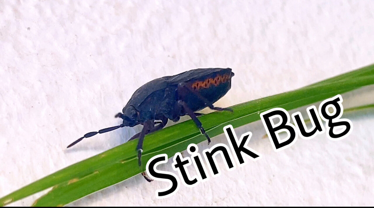 Stink bug