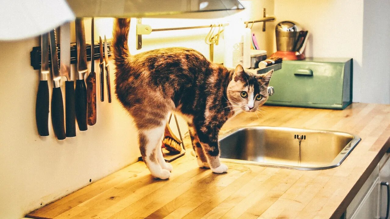 Try Not to LAUGH! 😹 Cat FRANTICALLY Battles Kitchen Sticky Paper 😹 (#248) #Clips