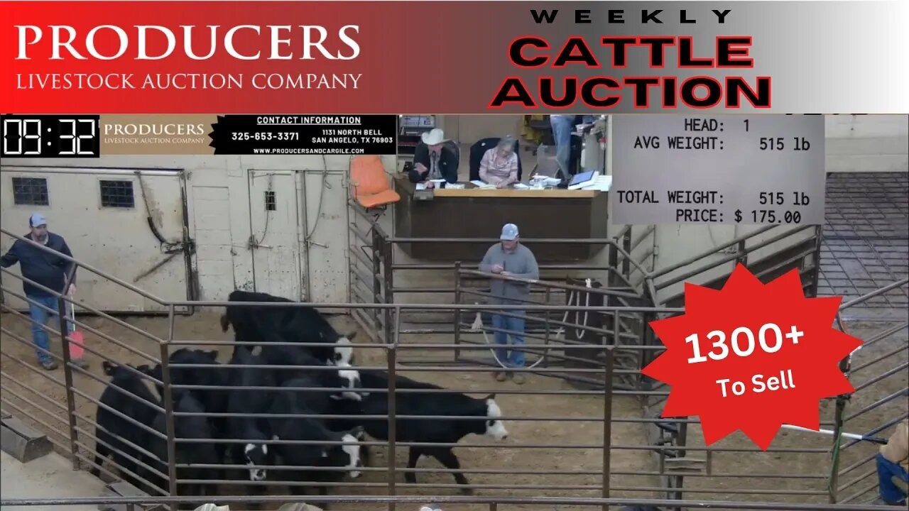 2/9/2023 - Producers Livestock Auction Company Cattle Auction