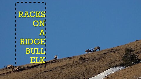 Winter Range Bull Elk #2 Racks on a Ridge. . . 2023