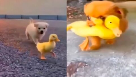 Dog's love and care for ducklings