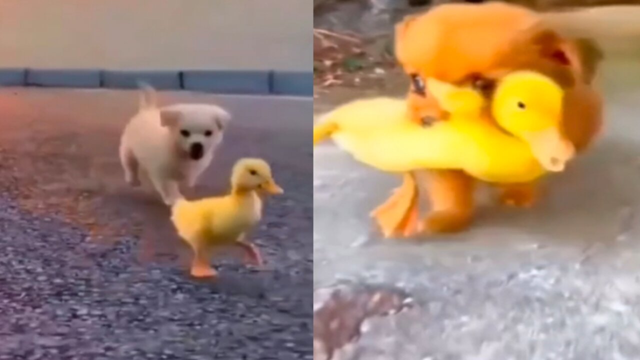 Dog's love and care for ducklings