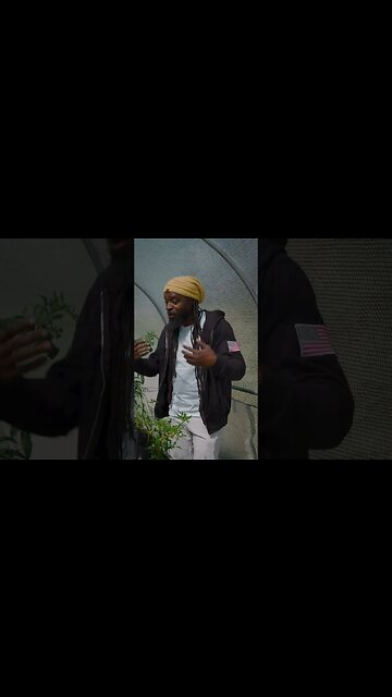 🌱 backyard greenhouse tour #shorts