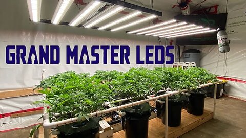 @grandmasterlevel Master Bloom 6 leds Ramjam & Blue Cherry Pie in Hydrobucket TDWC