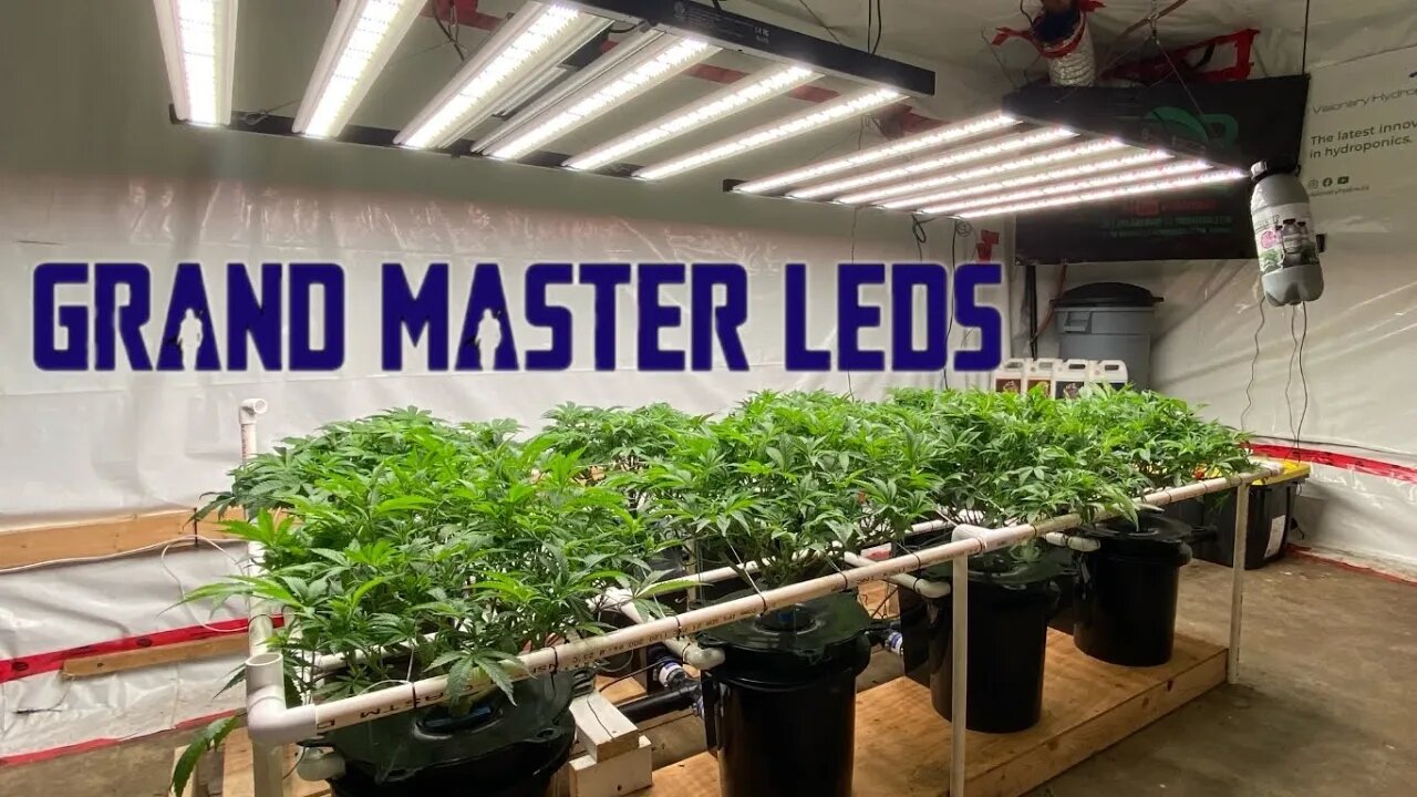 @grandmasterlevel Master Bloom 6 leds Ramjam & Blue Cherry Pie in Hydrobucket TDWC