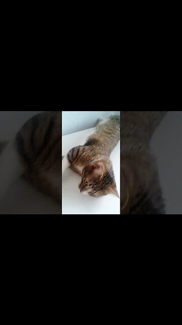 Little Cat Stretches His Body #shorts