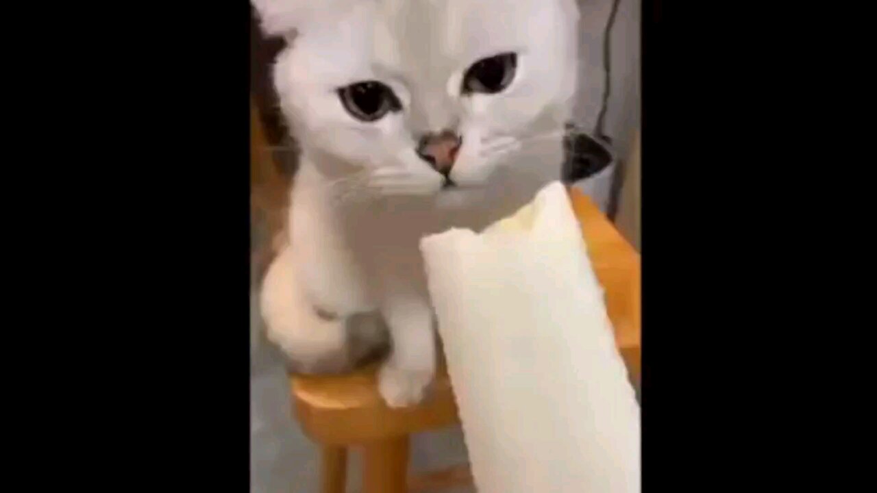 Funny cat compilation